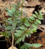 Polemonium caeruleum. Молодые листья. Коми, г. Печора, опушка пойменного леса. 22.05.2011.