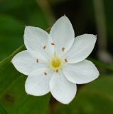 Trientalis europaea