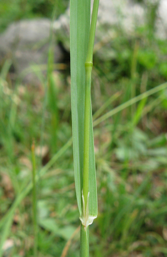 Изображение особи Dactylis glomerata.