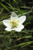 Parnassia palustris