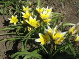 Tulipa tarda