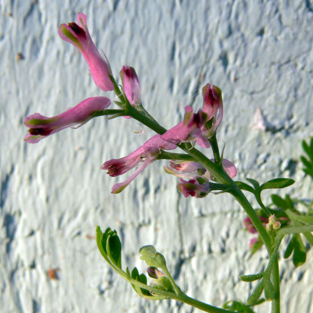 Изображение особи Fumaria officinalis.