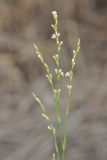 Polygonum patulum