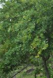 Anacardium occidentale. Плодоносящее дерево. Таиланд, остров Пханган. 22.06.2013.