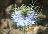 Nigella damascena