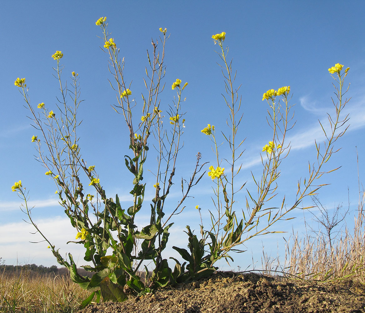 Изображение особи Brassica campestris.