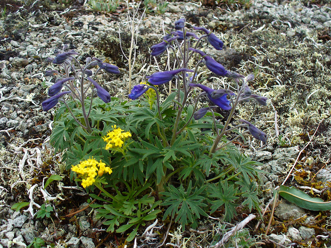 Изображение особи Delphinium chamissonis.