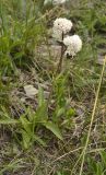 Valeriana tuberosa