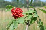 Sambucus sibirica. Ветвь с соплодием. Восточный Казахстан, Глубоковский р-н, окр. с. Тарханка, сопка. 23.07.2012.