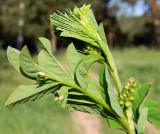 Astragalus glycyphyllos