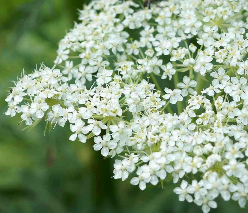 Изображение особи Pleurospermum uralense.