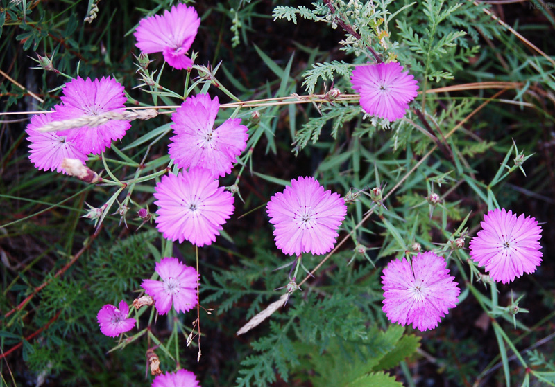 Изображение особи Dianthus versicolor.