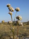 Gypsophila pallasii