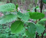 Alnus incana