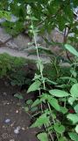 Nepeta cataria