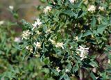 Lonicera tatarica. Верхушка ветви с соцветиями. Волгоградская обл., окр. оз. Эльтон, балка в степи. 25.05.2007.