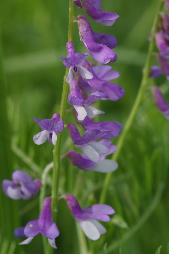 Image of Vicia tenuifolia specimen.