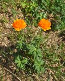 Trollius asiaticus