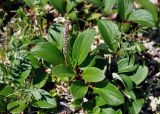 Salix reticulata. Верхушка побега с соплодием. Тува, Тоджинский р-н, долина р. Аржаан-Хем, ≈ 1700 м н.у.м., горная тундра. 08.07.2015.