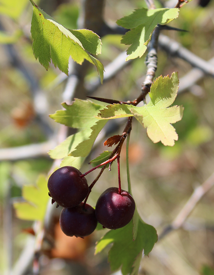 Изображение особи Crataegus ambigua.