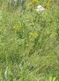 Filipendula vulgaris