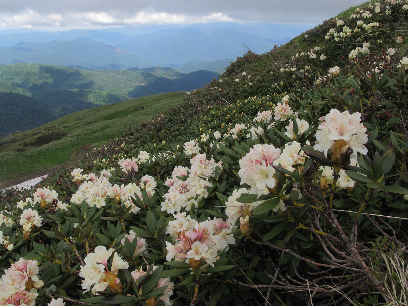 Изображение особи Rhododendron caucasicum.