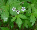 Geranium krylovii. Верхушка цветущего растения. Иркутская обл., Шелеховский р-н, окр. с. Шаманка, лес. 11.06.2016.