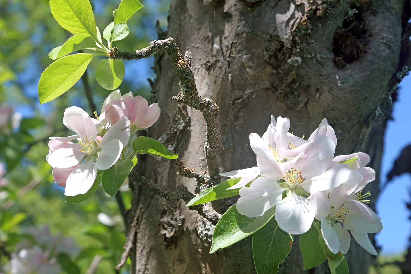 Изображение особи Malus sieversii.