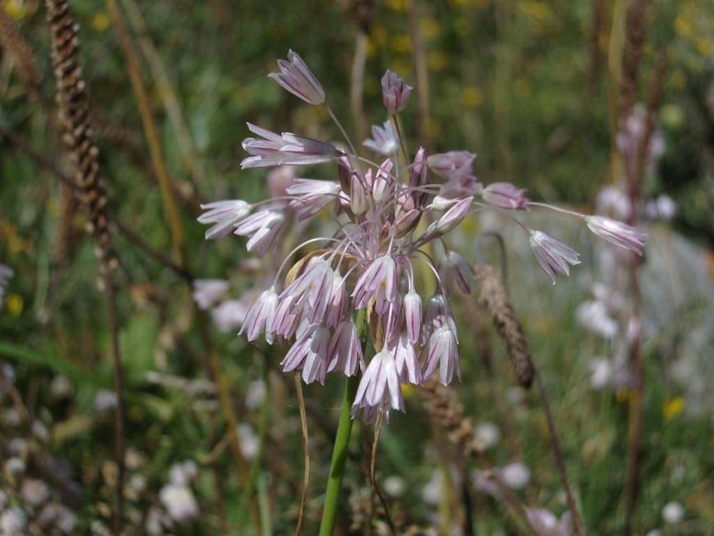 Изображение особи Allium paniculatum.