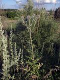 Echinops sphaerocephalus