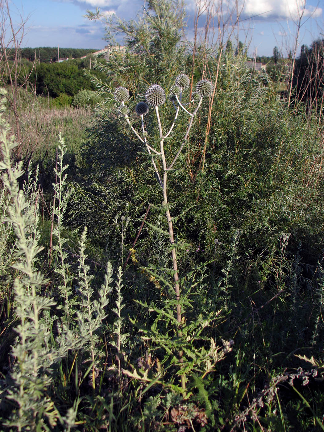 Изображение особи Echinops sphaerocephalus.