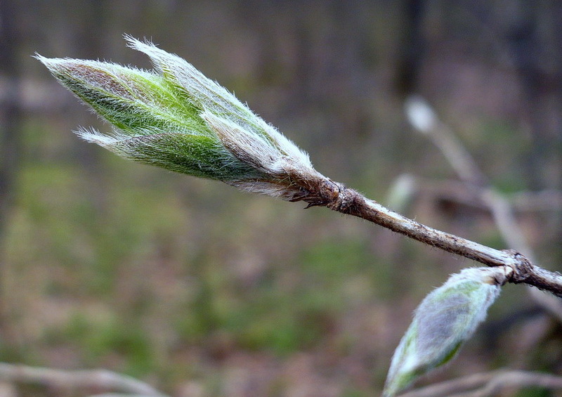 Изображение особи Lonicera xylosteum.