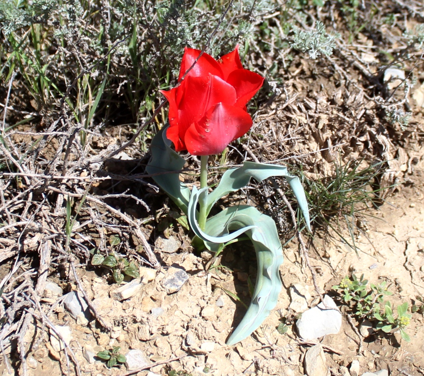 Изображение особи Tulipa botschantzevae.