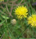 Centaurea orientalis. Верхушка побега с распустившимся и нераспустившимся соцветиями. Иркутская обл., г. Иркутск, Ботанический сад ИГУ. 21.07.2017.