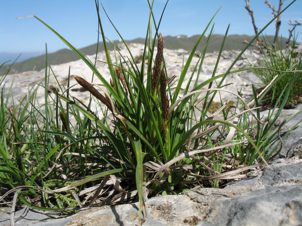Изображение особи Carex turkestanica.