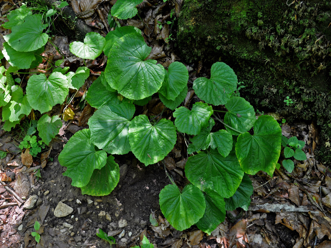 Изображение особи Pachyphragma macrophyllum.