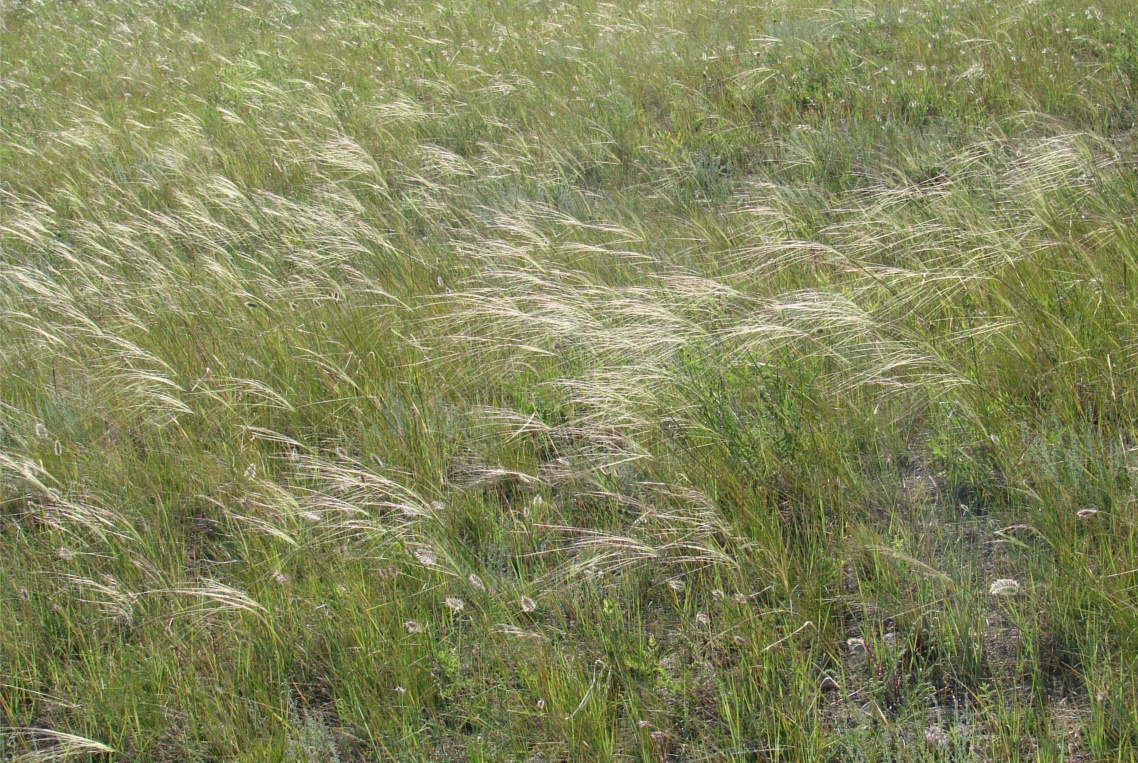 Изображение особи род Stipa.