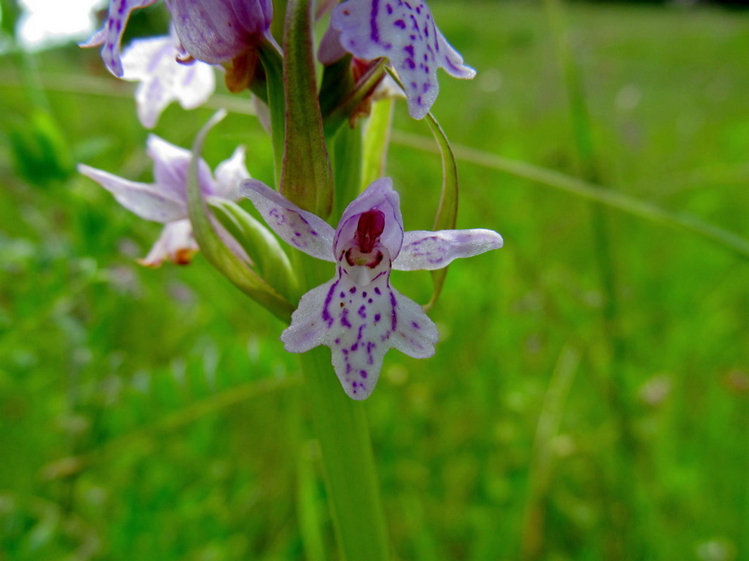 Изображение особи Dactylorhiza fuchsii.