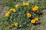 Gazania rigens. Цветущие растения. Израиль, г. Тель-Авив, набережная. 07.04.2018.