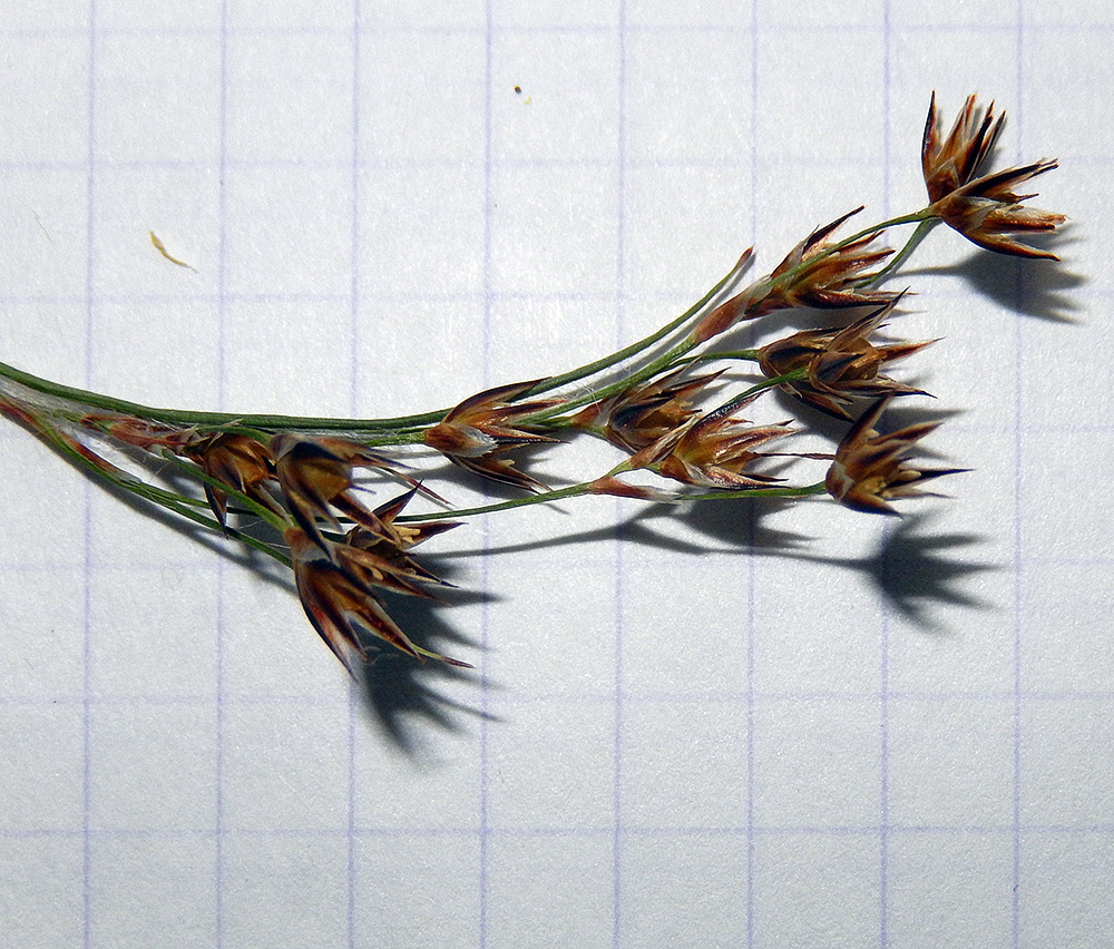 Image of Luzula forsteri specimen.