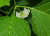 Alkekengi officinarum. Цветок и части листьев. Пермь, Свердловский р-н, в озеленении двора. 17 июля 2018 г.