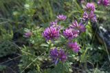 Trifolium lupinaster