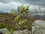 Salix abscondita. Верхушка растения с женскими соцветиями и разворачивающимися листьями. Магаданская обл., г. Магадан, окр. мкр-на Пионерный, среди крупных камней на близлежащем склоне сопки. 08.06.2018.