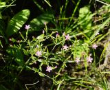 Centaurium pulchellum. Верхушка цветущего растения (вид сверху). Казахстан, Восточно-Казахстанская обл., Уланский р-н, окр. с. Украинка, луг, высохший ручей. 19.08.2013.