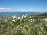 Anemonastrum crinitum. Цветущие растения в сообществе с Thermopsis alpina. Восточный Казахстан, Южный Алтай, хр. Сарымсакты, пер. Бурхат, ≈ 2200 м н.у.м., мелкозёмный гребень. 22 июня 2019 г.