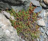 Saxifraga asiatica