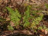 Woodsia calcarea