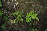 Asplenium onopteris. Спороносящие растения в сообществе с Aichryson sp. Испания, Канарские о-ва. о. Тенерифе, горный массив Анага, скальное обнажние в вересково-мириковом лесу. 7 марта 2008 г.