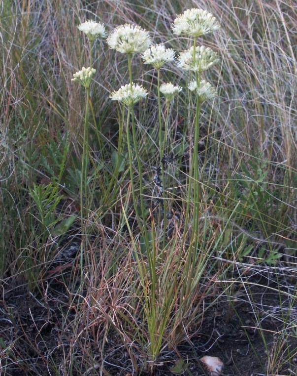 Изображение особи Allium flavescens.