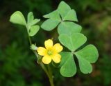 род Oxalis